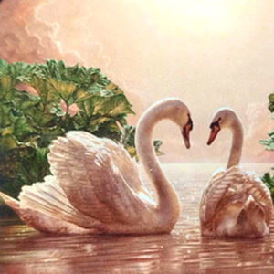 Pareja Cisnes