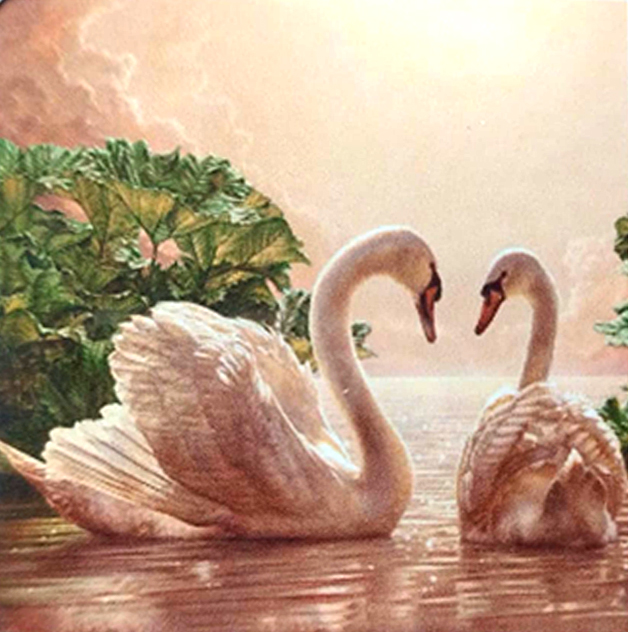 Pareja Cisnes