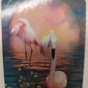 flamencos rosas