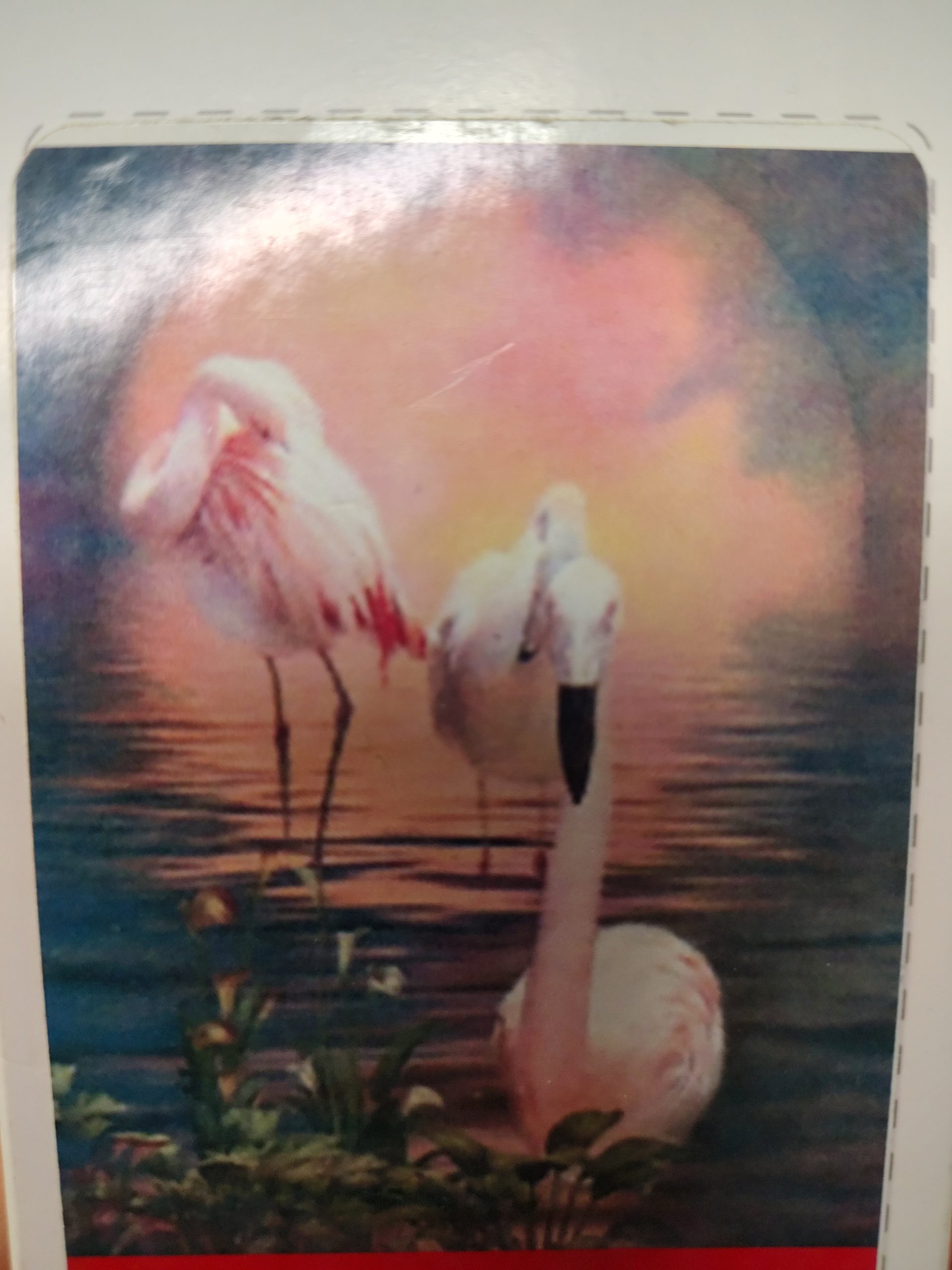 flamencos rosas